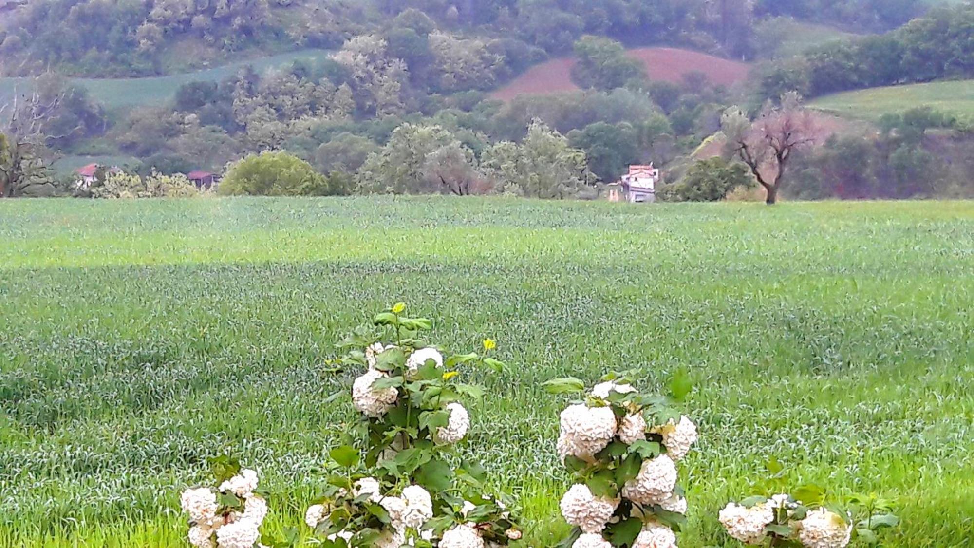 Tavoleto Le Bumbarelle Bed & Breakfast エクステリア 写真